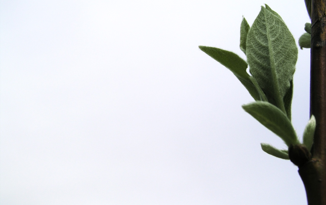 Offspring Wallpapers - Papel De Parede Folha - HD Wallpaper 