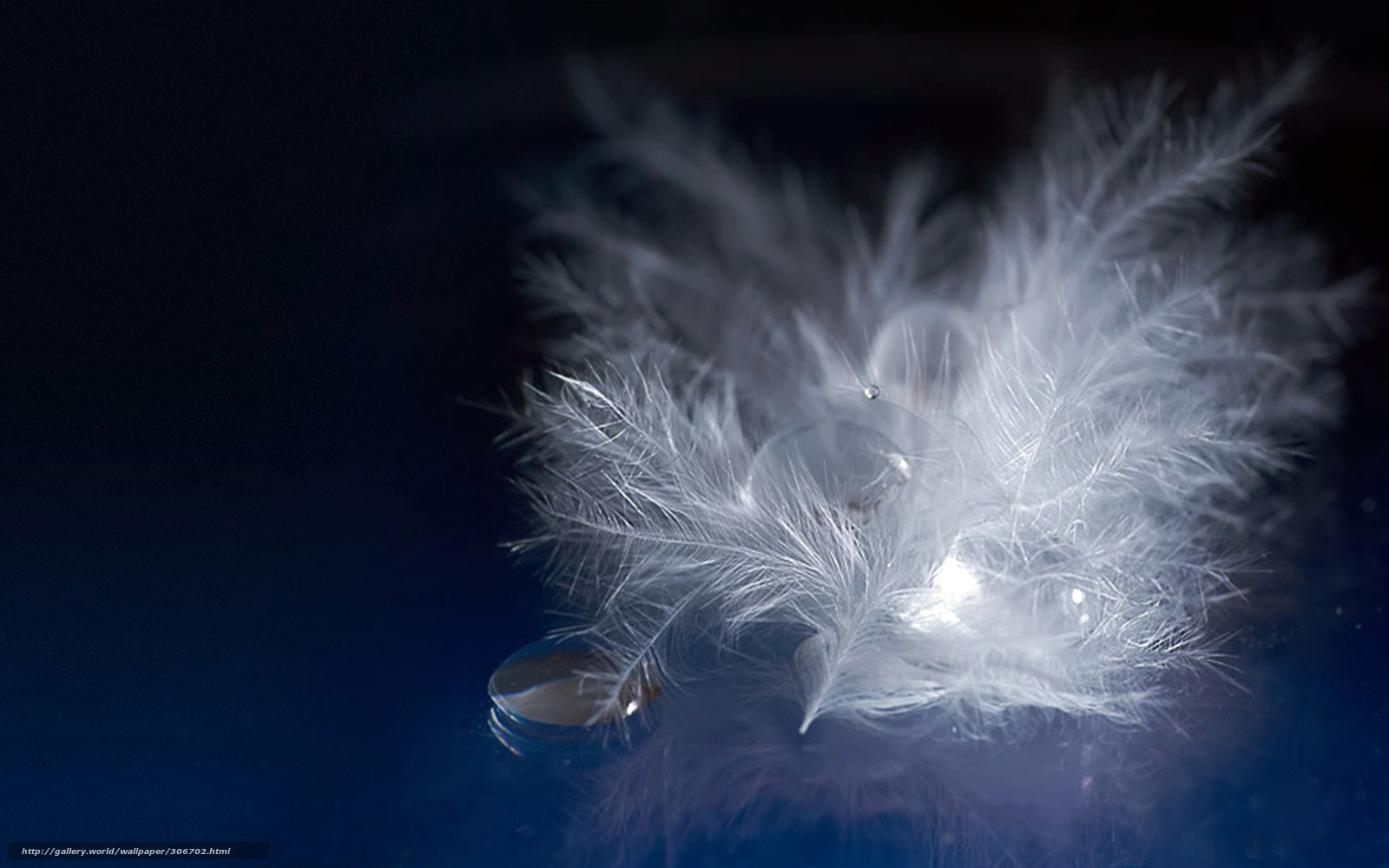 Download Wallpaper Teardrop, As, Flock Free Desktop - Wallpaper - HD Wallpaper 