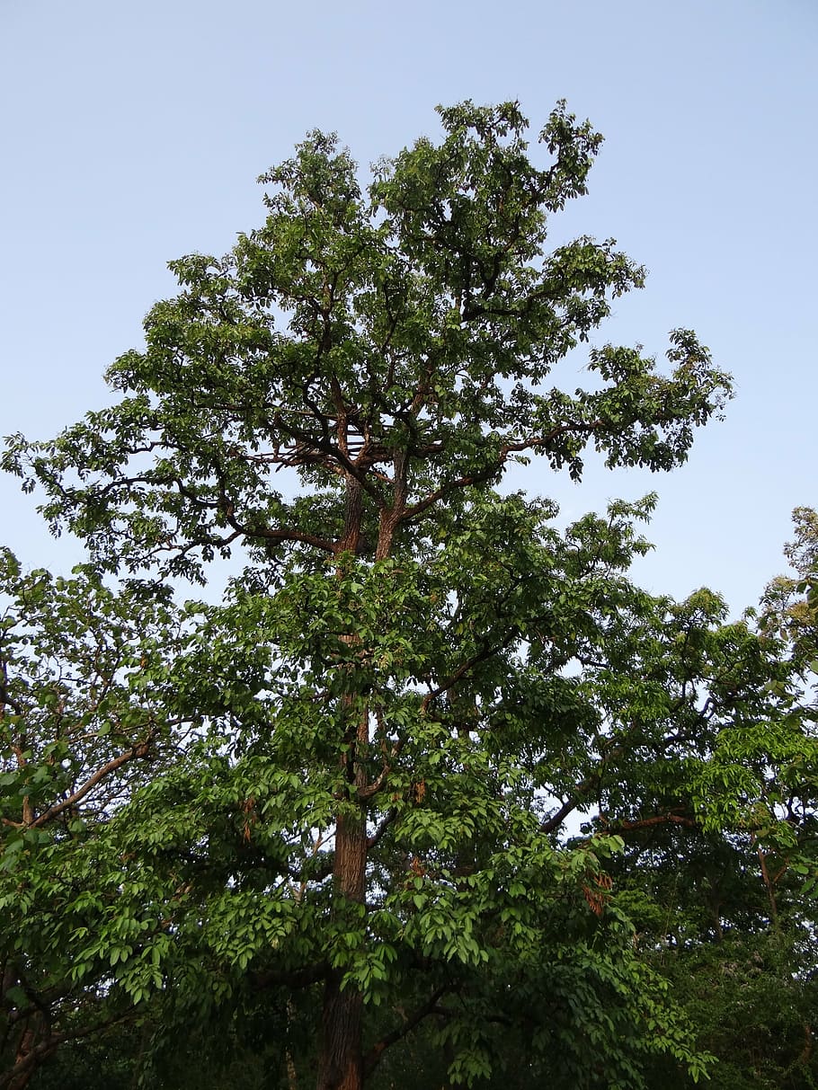 Terminalia Arjuna, Arjun Tree, Karnataka, India, Plant, - Arjun Ki Chaal Tree - HD Wallpaper 