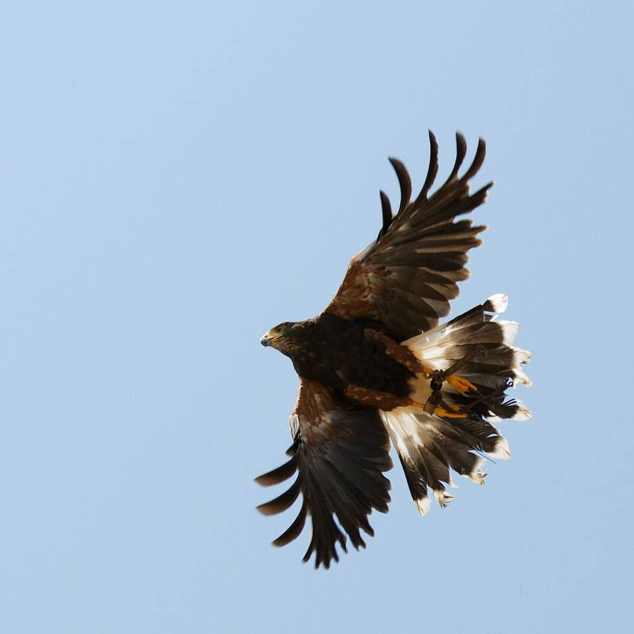 Falco, Freedom, Flight, Nature, Sky, Bird, Ali, Fly, - Golden Eagle - HD Wallpaper 