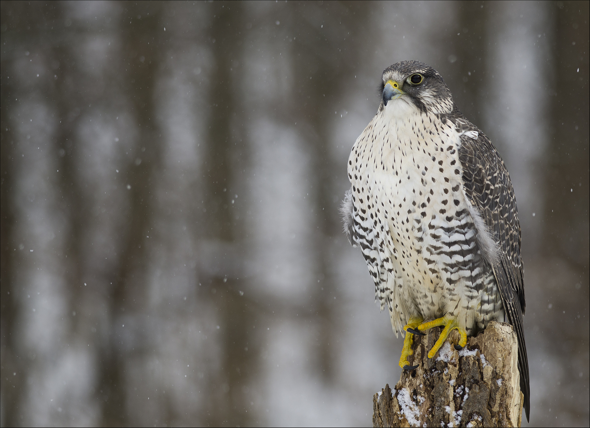 Falcon Hd - HD Wallpaper 