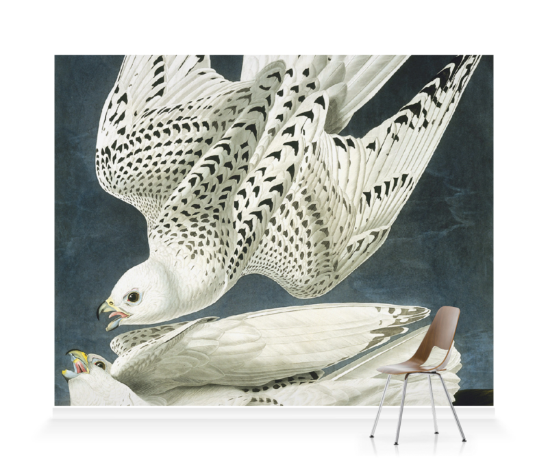 John James Audubon White Gyrfalcons - HD Wallpaper 