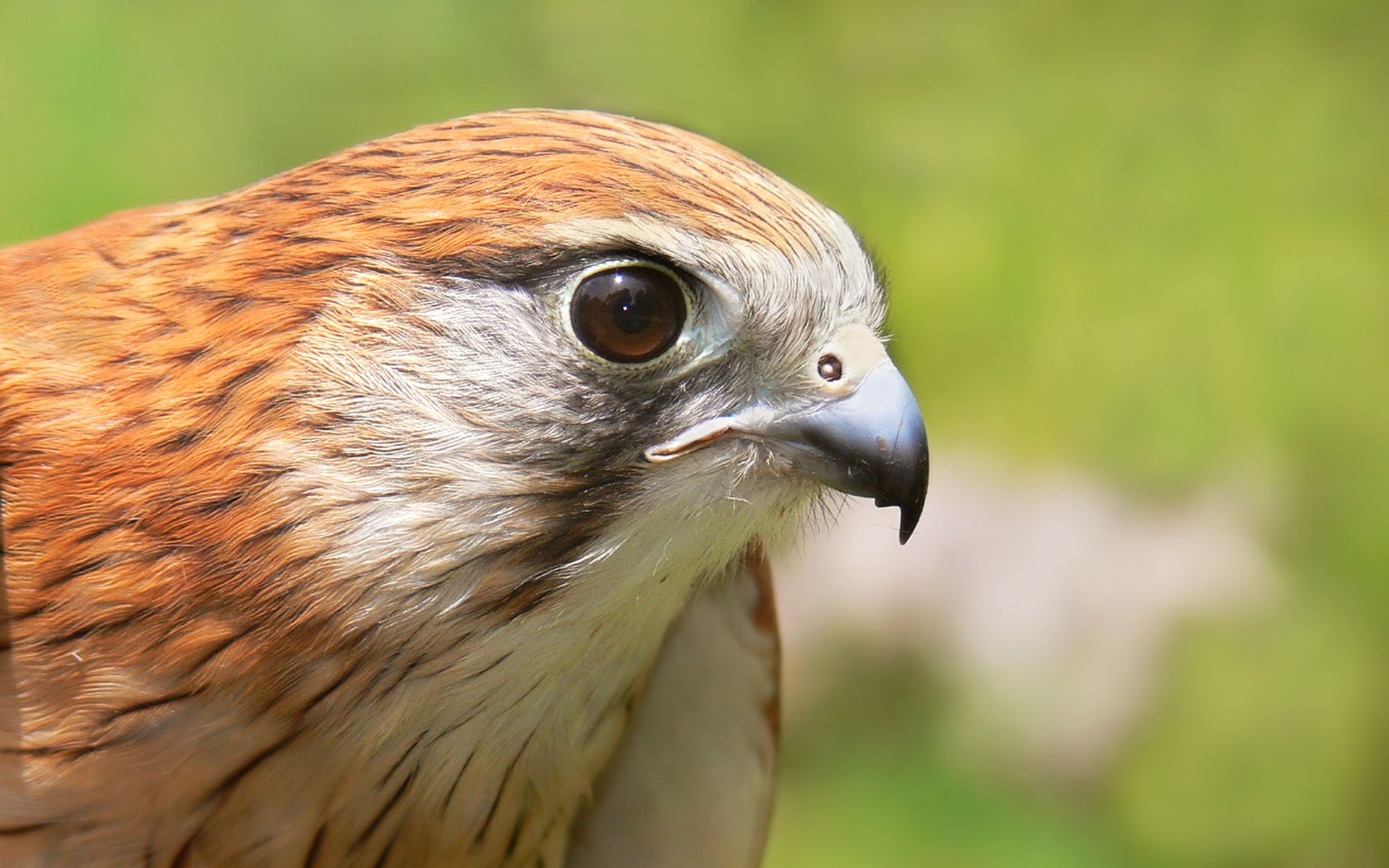 Cernicalo Hd - HD Wallpaper 