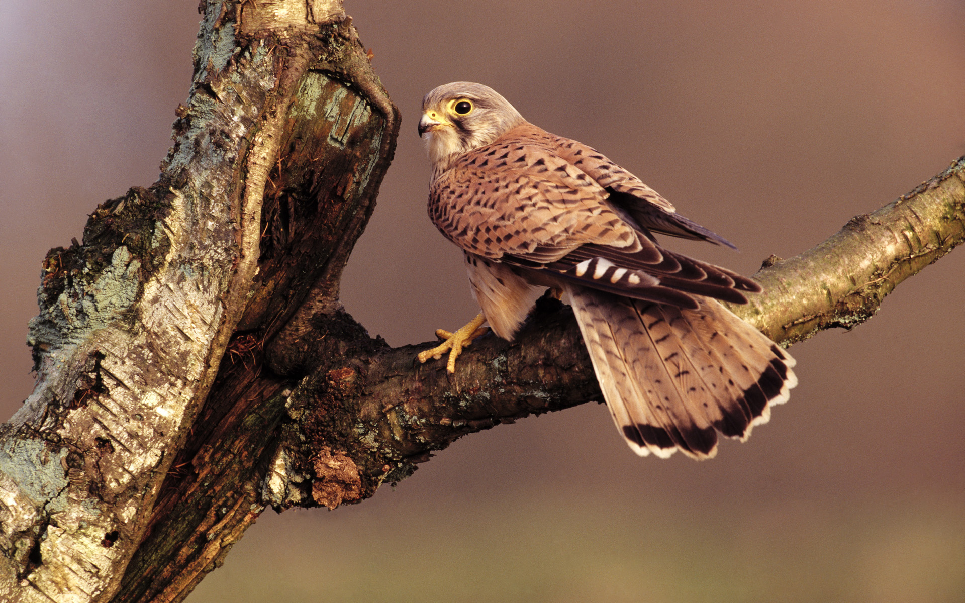 Falcon Sitting On Branch Of Tree - HD Wallpaper 