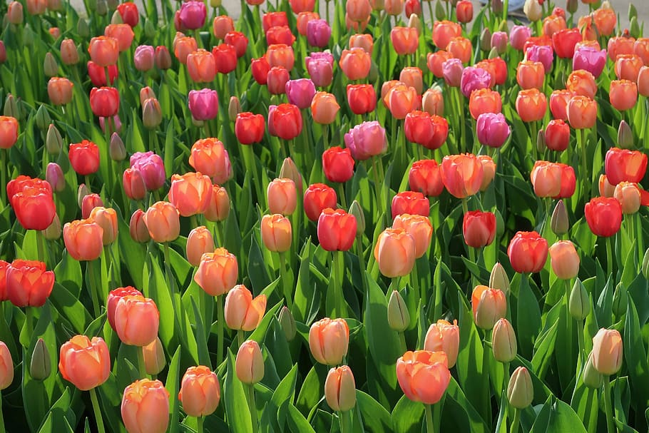 Tulip, Tulips, Keukenhof, Netherlands, Spring, Summer, - Tulpen Keukenhof - HD Wallpaper 