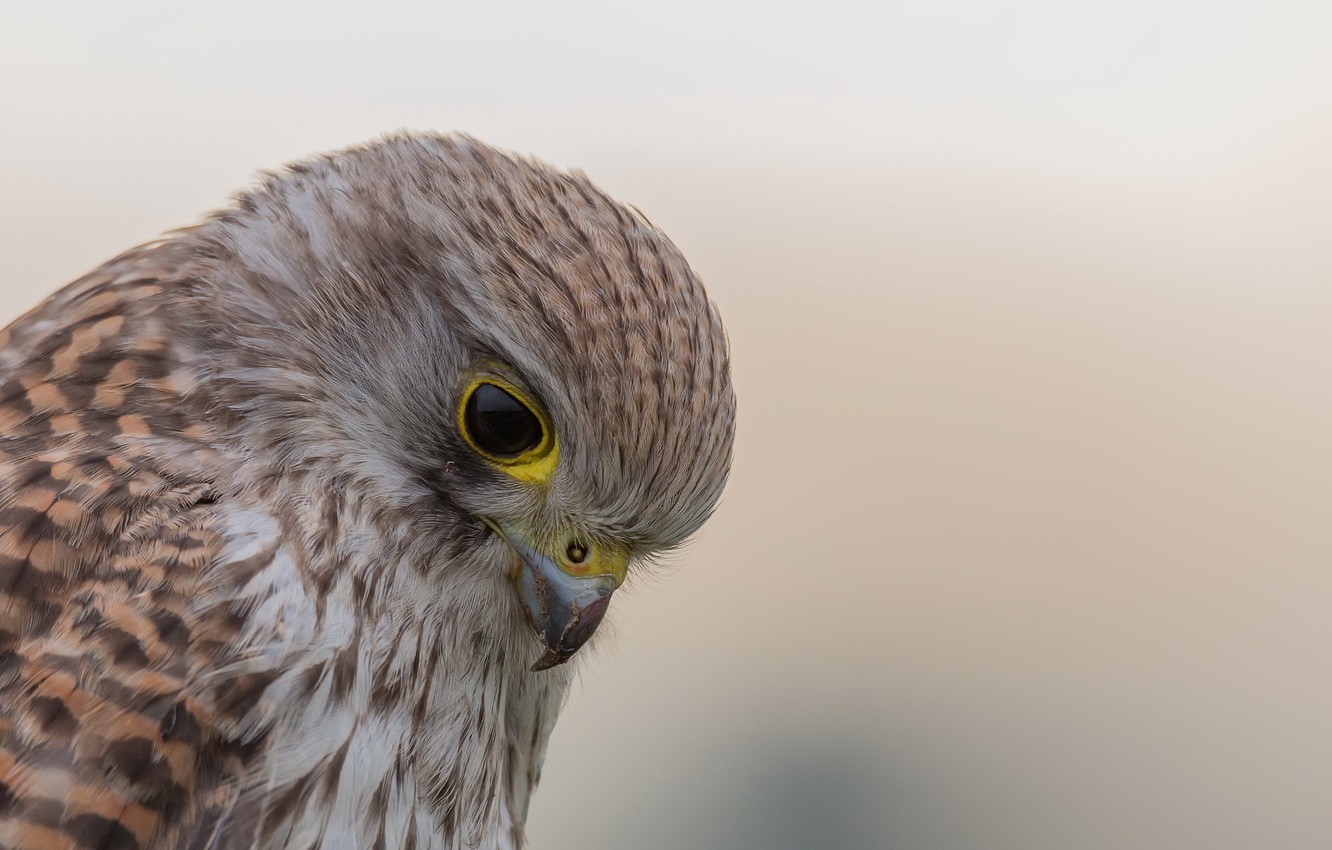Photo Wallpaper Bird, Falco Tinnunculus, Kestrel - HD Wallpaper 