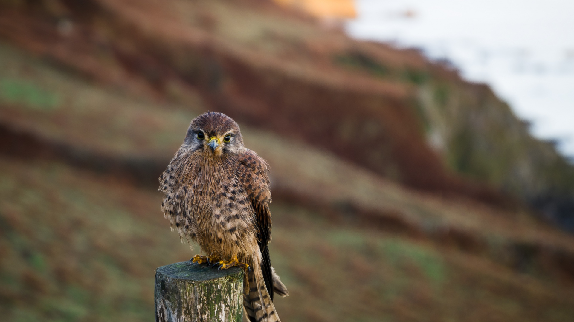 4k Resolution - HD Wallpaper 