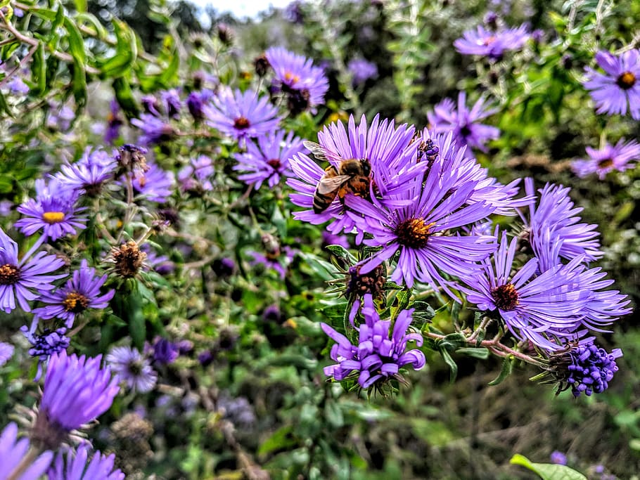 United States, Sullivan, 44857 New London Eastern Rd, - Aromatic Aster - HD Wallpaper 