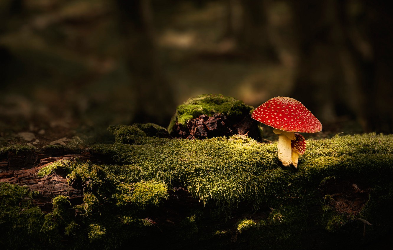 Photo Wallpaper Forest, The Dark Background, Mushroom, - Dark Background Mushroom Hd - HD Wallpaper 