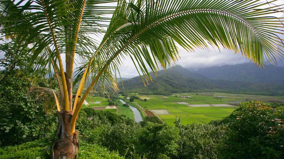 Taro Fields Wallpaper Hd - Nachural - HD Wallpaper 