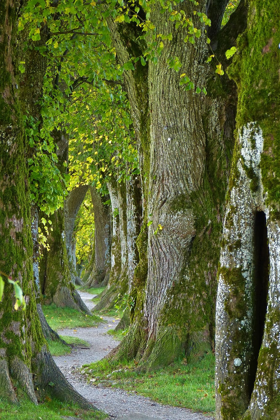 Gray Pathway Between Trees, Old, Avenue, Nature, Log, - Very Breath Of God Is In You - HD Wallpaper 