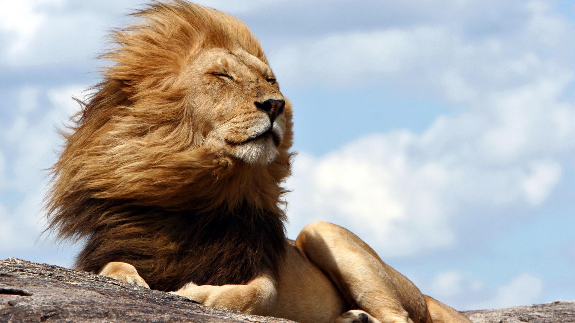 Wallpaper Of Animal, Lion, Wind, Big, Cat Background - Do Lions Have Manes - HD Wallpaper 