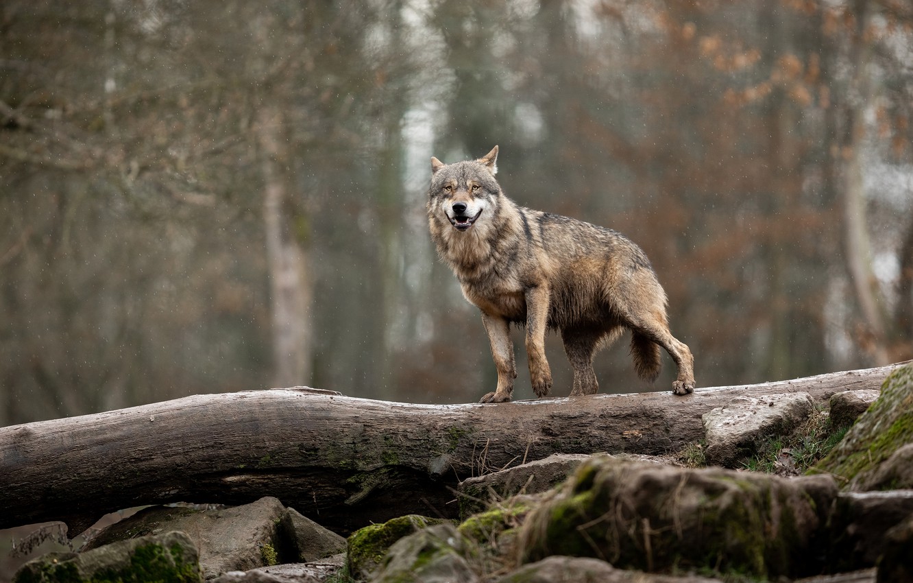 Photo Wallpaper Forest, Wet, Pose, Stones, Grey, Rain, - Czechoslovakian Wolfdog - HD Wallpaper 
