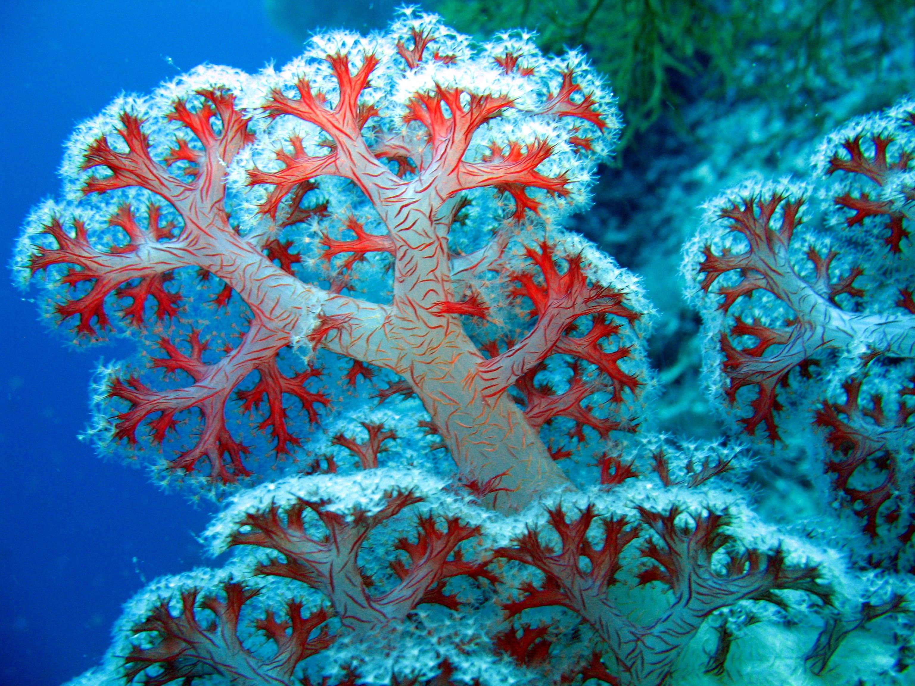 Coral Reef Pictures 25139 Px ~ Hdwallsource - Tree Coral Reef - HD Wallpaper 