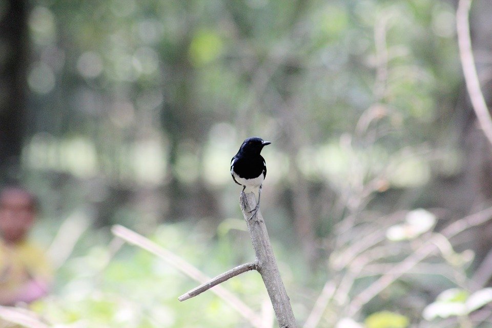 Bard, Wallpaper, Natural, Black, Whit - Old World Flycatcher - HD Wallpaper 