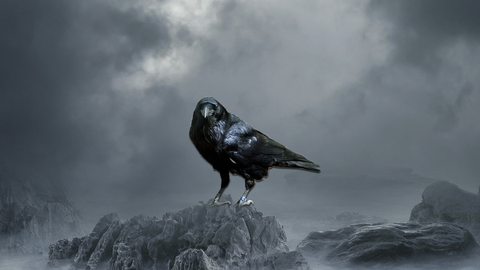 1920x1080, Crow Desktop Hd Wallpaper 29090 
 Data Id - Crow Wallpaper Hd - HD Wallpaper 