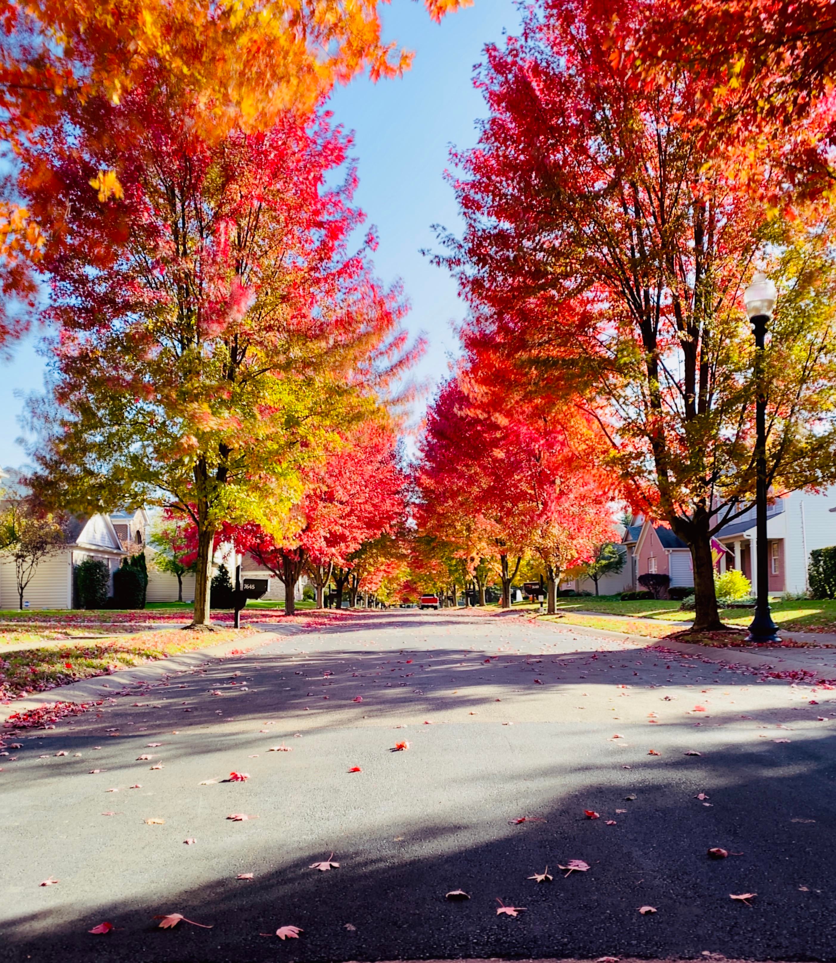 Autumn - HD Wallpaper 