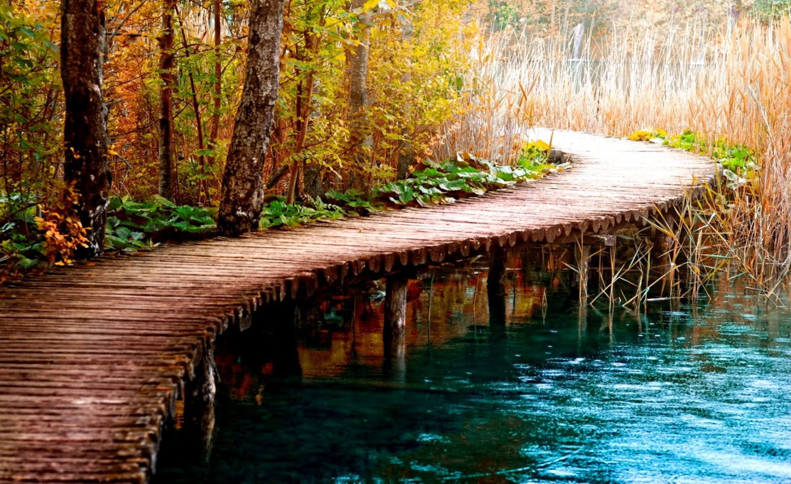 Tree Beauty Reedy Wooden Nature Lake Bridge New Hd - Wooden Bridge Over A Lake - HD Wallpaper 