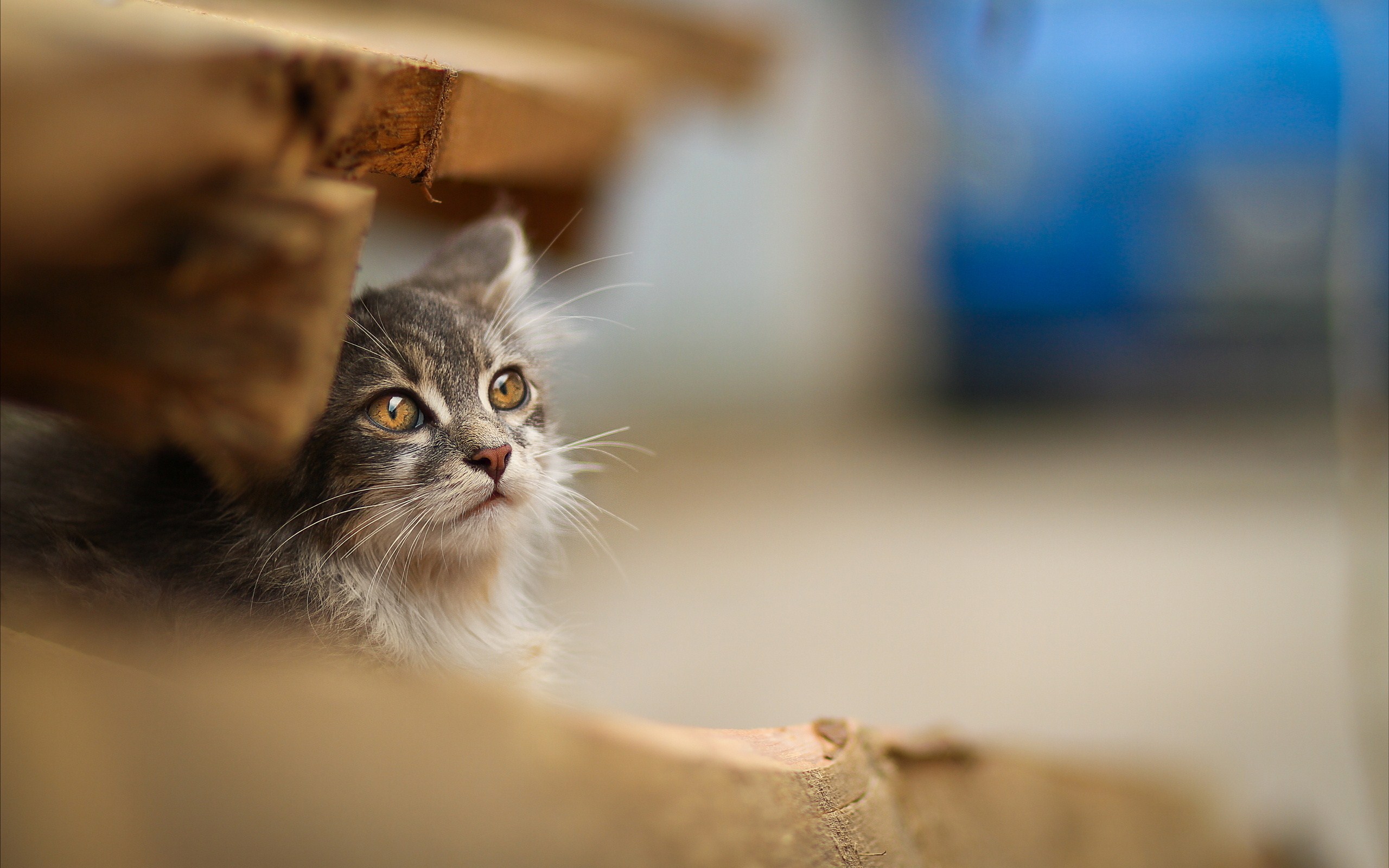 Cats With Background Blur - HD Wallpaper 