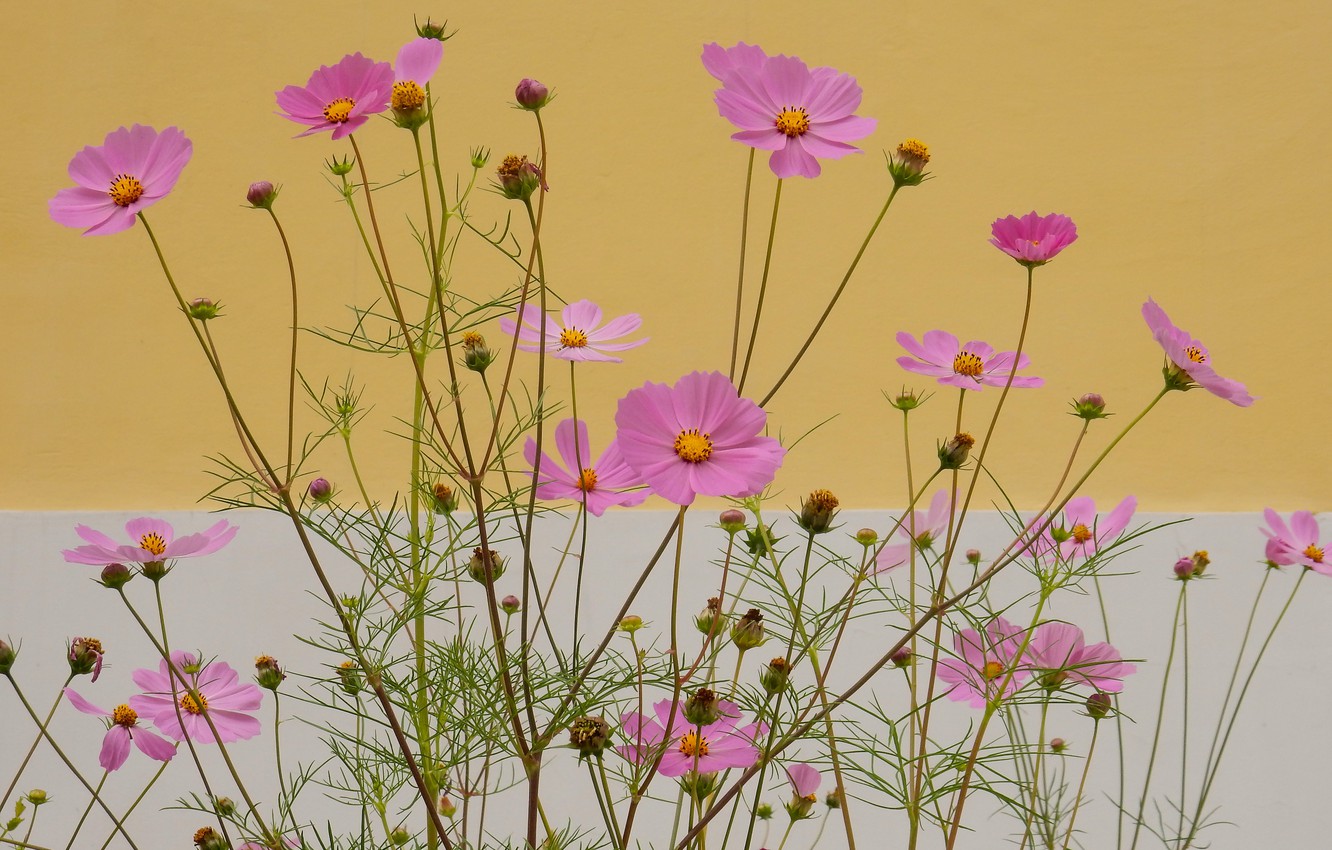 Photo Wallpaper Flower, Summer, Grass, Flowers, Nature, - Folwer Full Screen - HD Wallpaper 