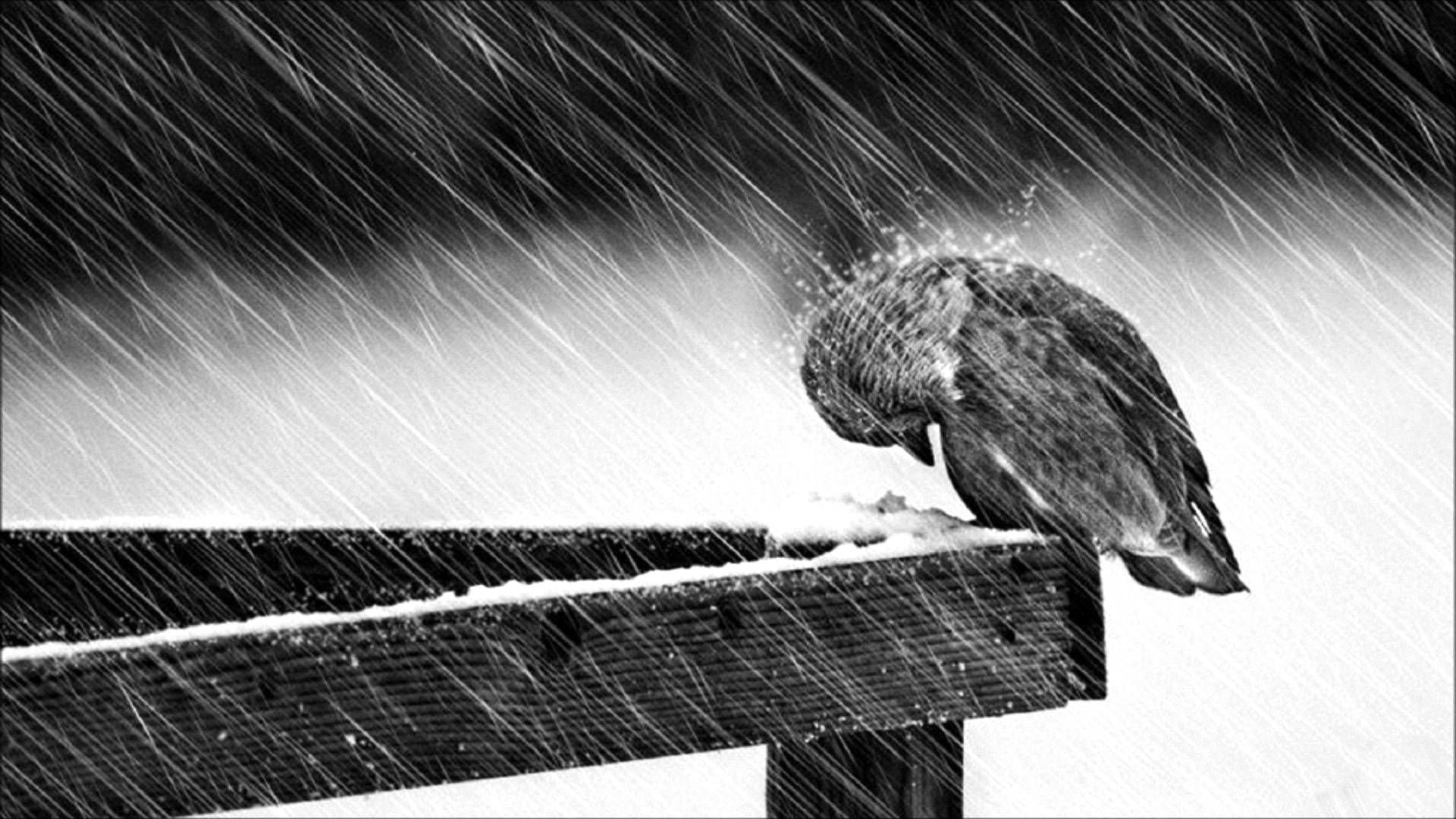 Sad Image Wallpaper - HD Wallpaper 