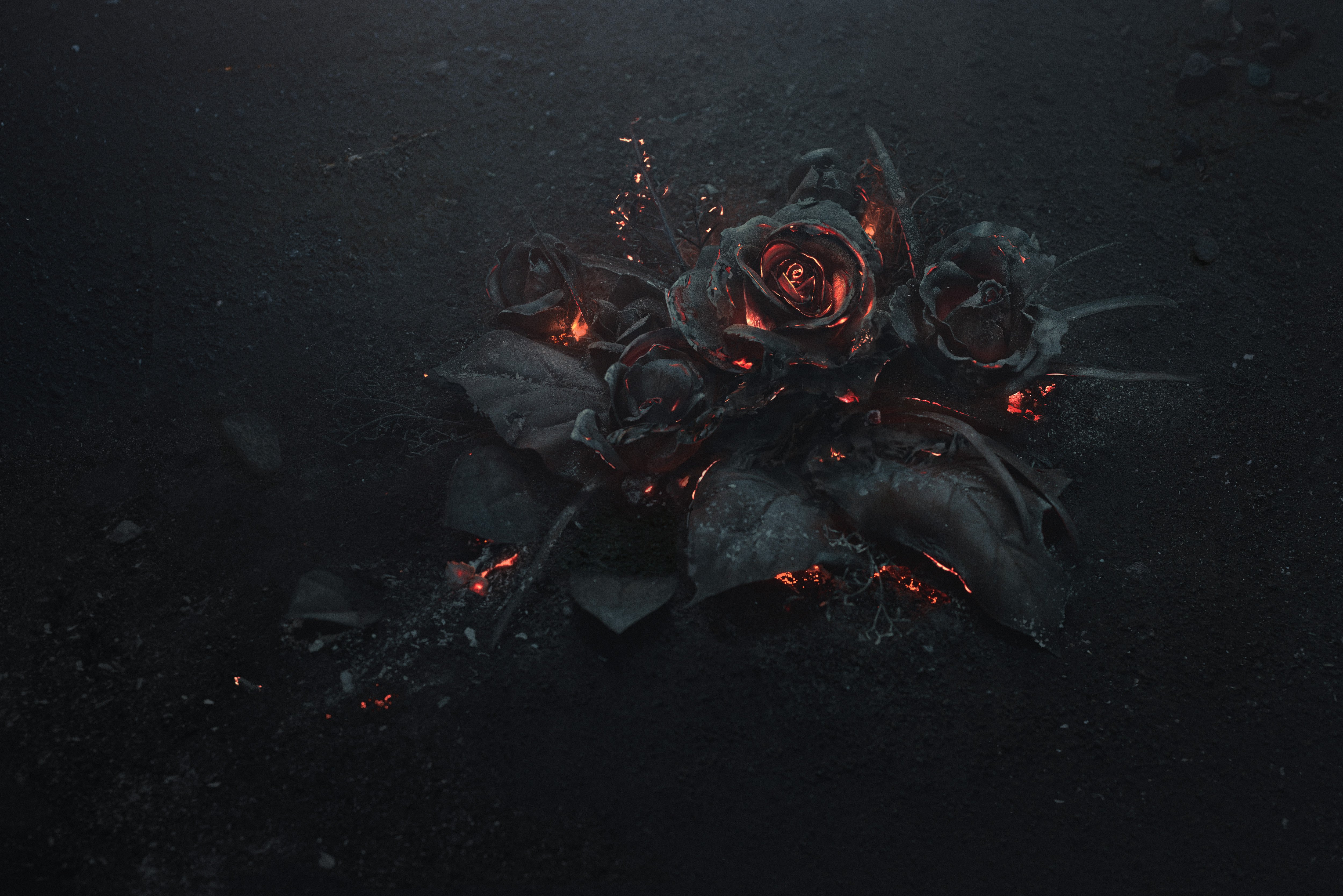 Evol Album Cover Wallpaper - Black Rose Wallpaper Hd - HD Wallpaper 
