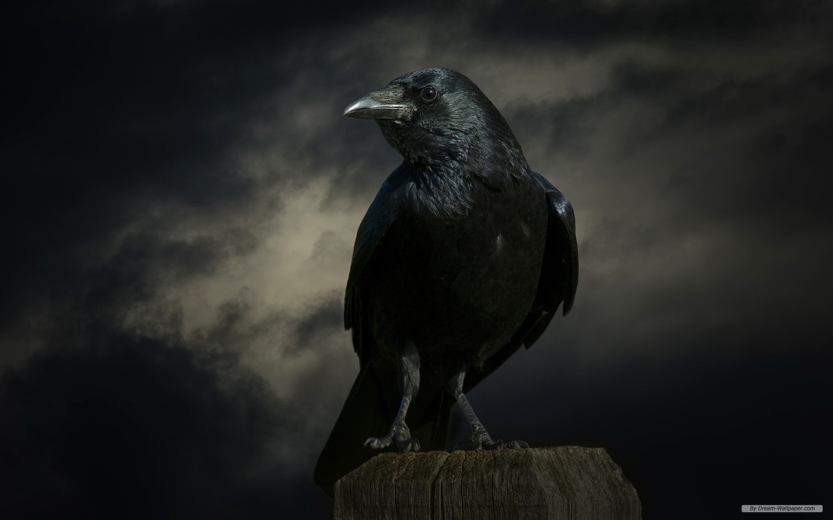 Free Animal Wallpaper - Free Wallpaper Of Crow - HD Wallpaper 