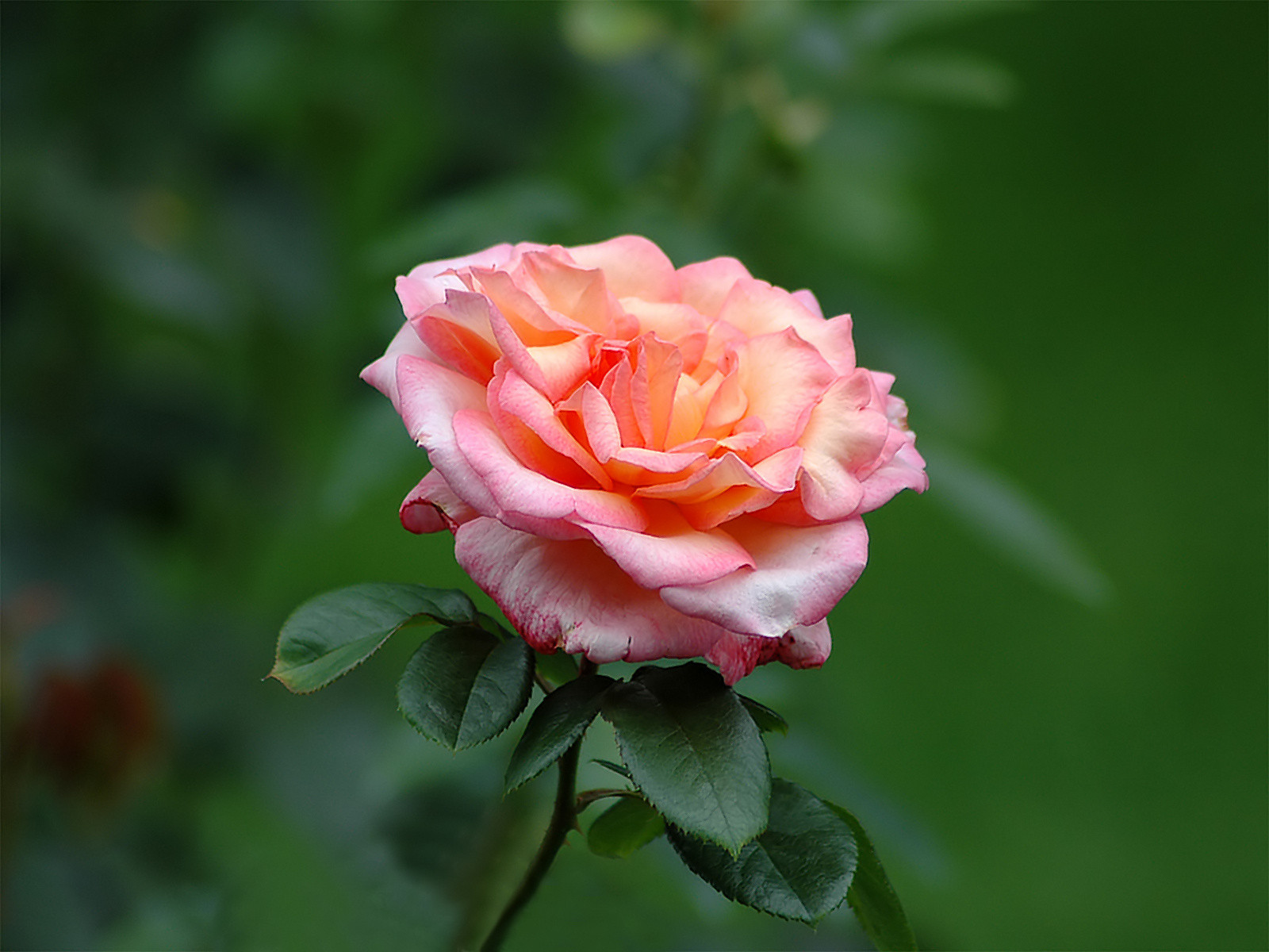 One Single Beautiful Roses - HD Wallpaper 