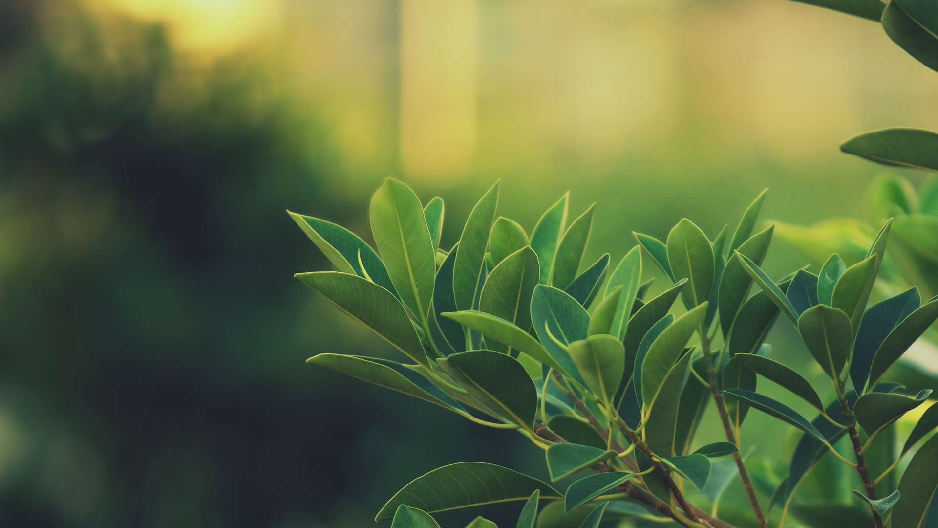 Soft Light Hd Wallpaper - Plant Hd - HD Wallpaper 