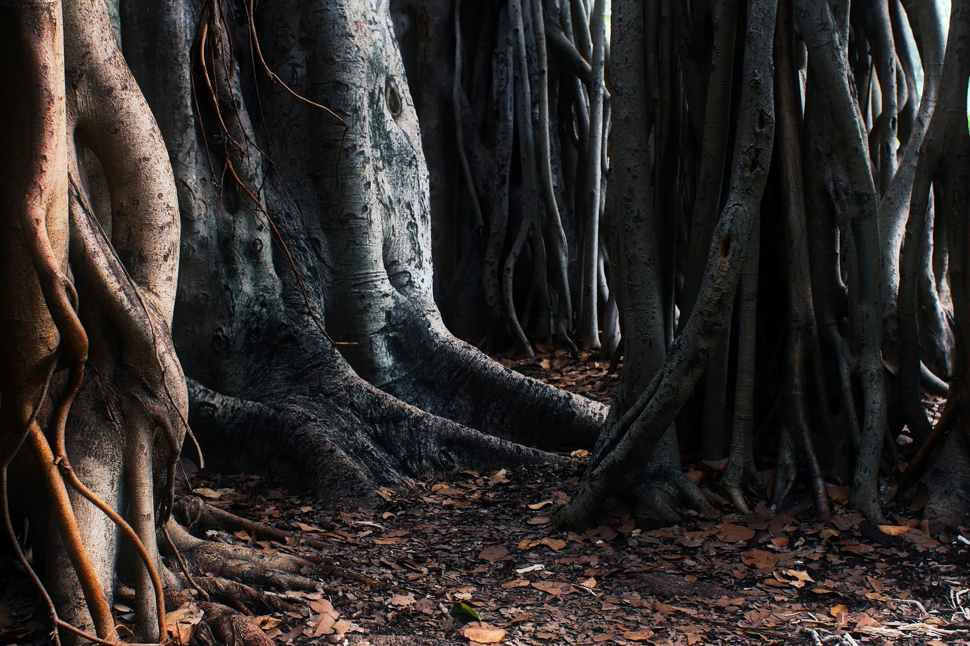 Big Banyan Tree Root Wallpaper - Alireza Afkari Roots - 1920x1279 Wallpaper Big Banyan Tree Root Wallpaper - Alireza Afkari Roots - 1920x1279 Wallpaper