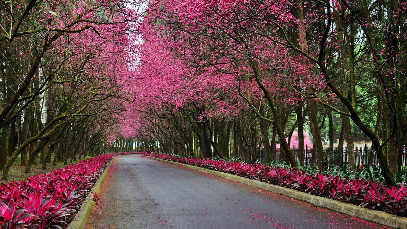 Spring Scenery Wallpapers Group 
 Data-src /img/59325 - 1080p Natural Scenery Hd - HD Wallpaper 