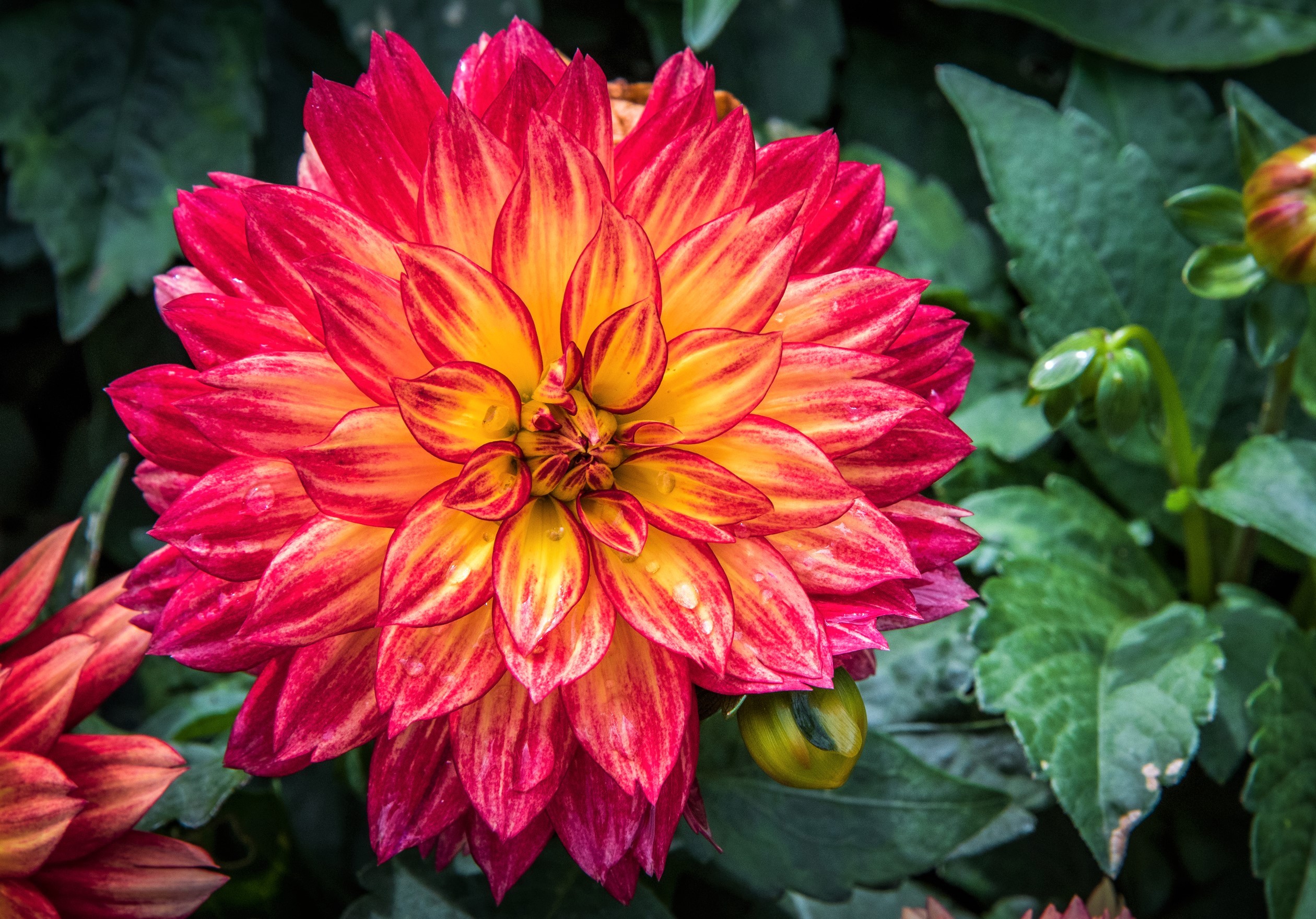 Dahlia Stock Desktop Backgrounds Wallpaper - Desktop Backgrounds - HD Wallpaper 