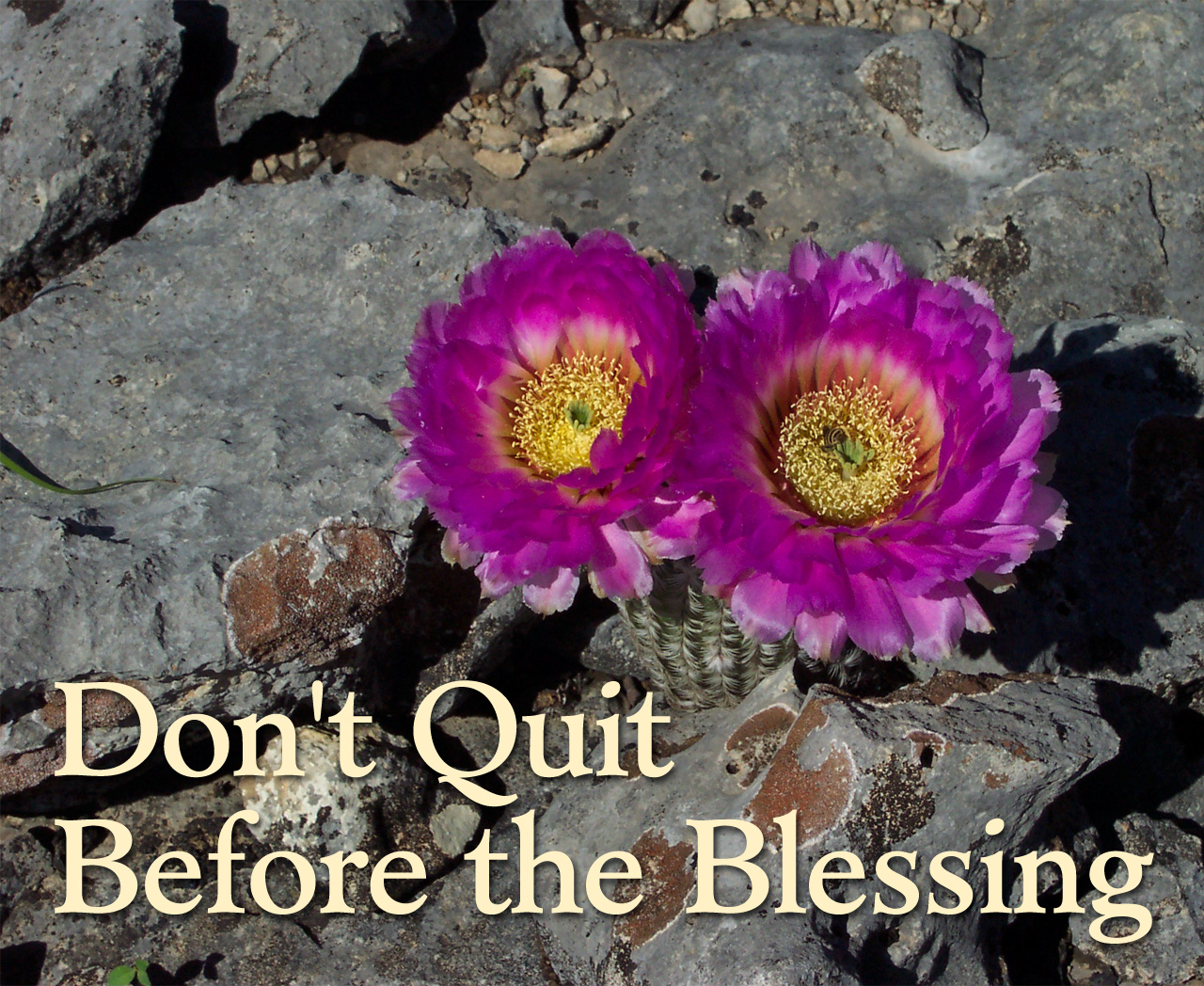 Don T Quit Before The Blessing Wallpaper - Don T Quit Before The Blessing - HD Wallpaper 