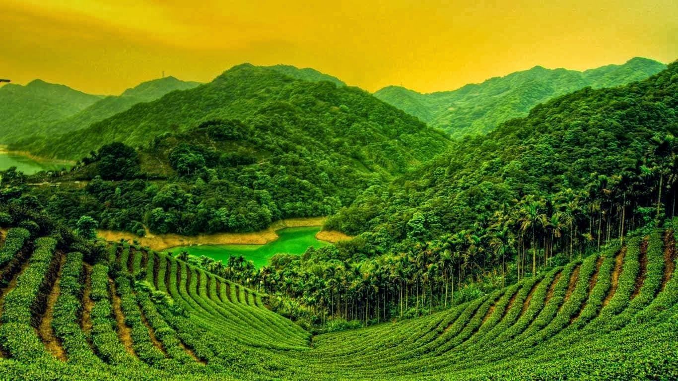 Daily Desktop Wallpaper Changer Bing Wallpaper Changer - Tea Garden Mobile Wallpaper Hd - 1366x768 Wallpaper Daily Desktop Wallpaper Changer Bing Wallpaper Changer - Tea Garden Mobile Wallpaper Hd - 1366x768 Wallpaper