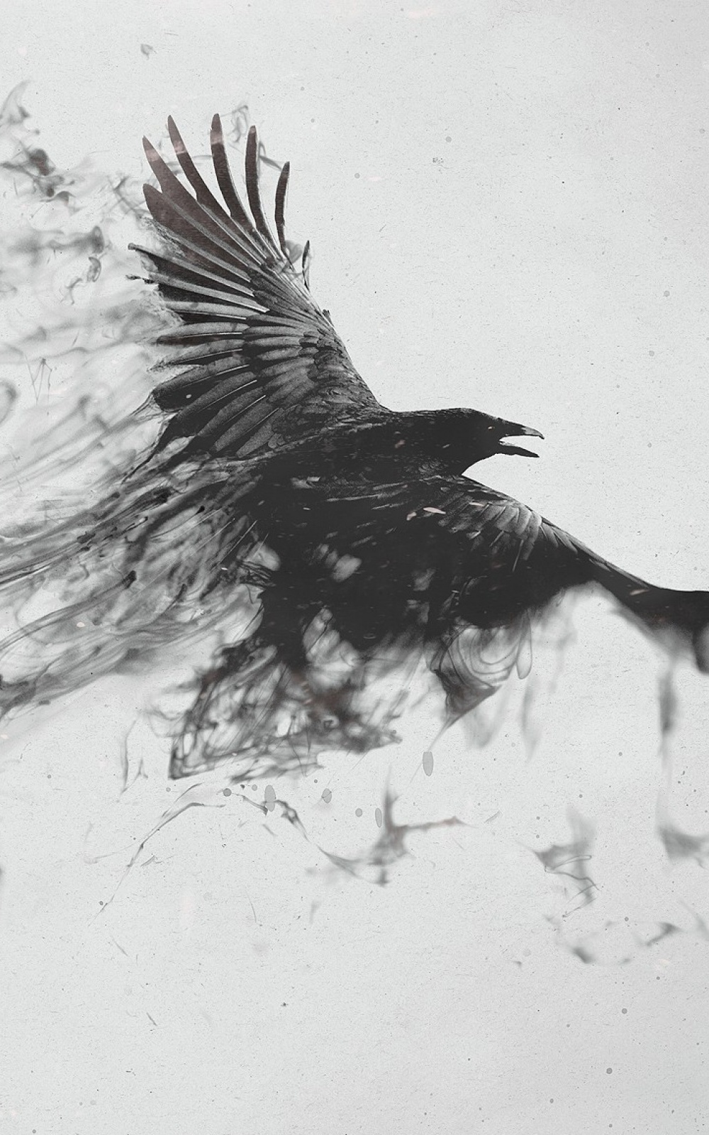 Crow Wallpapers - HD Wallpaper 