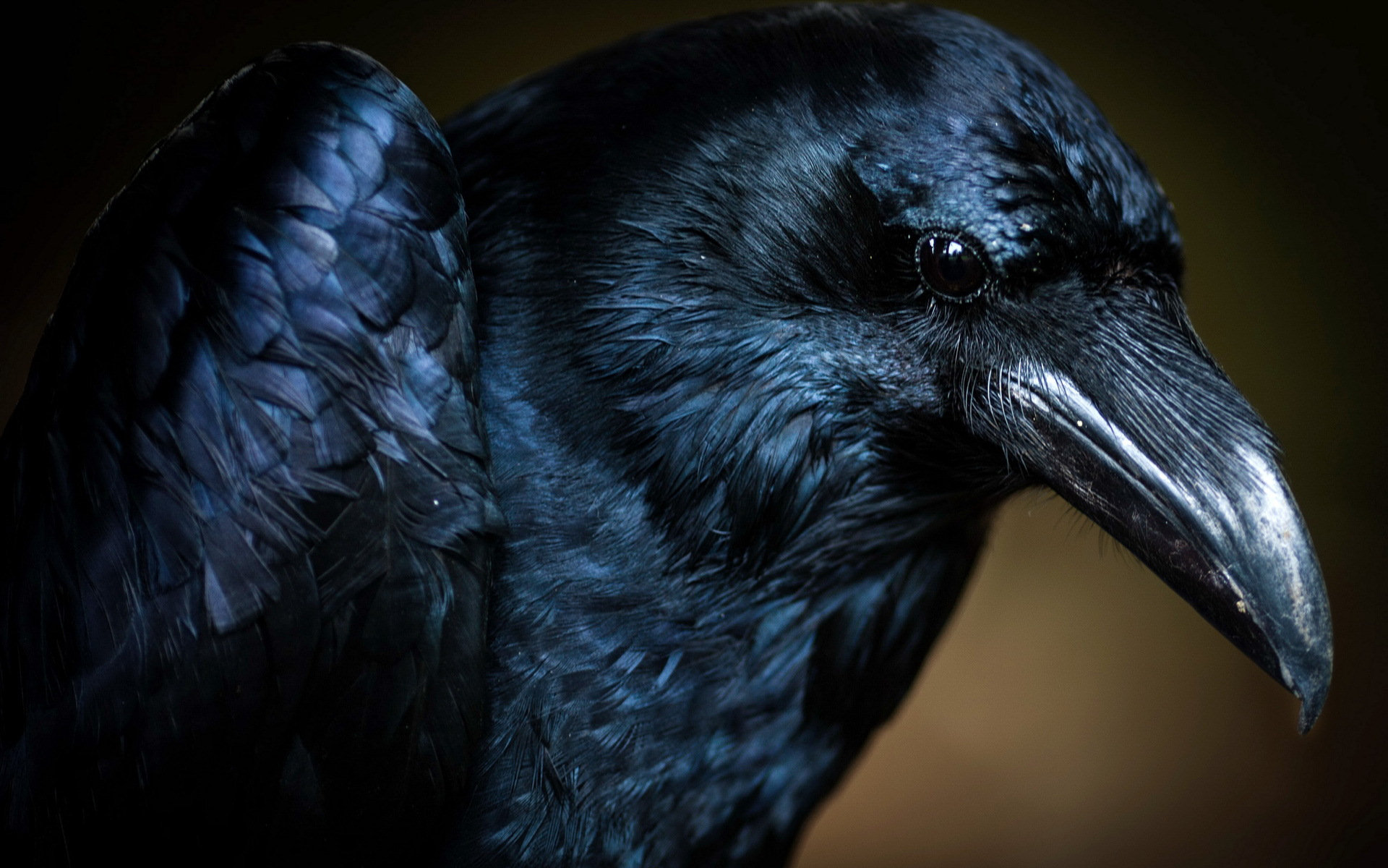 Windows 10 Wallpaper Crow - HD Wallpaper 
