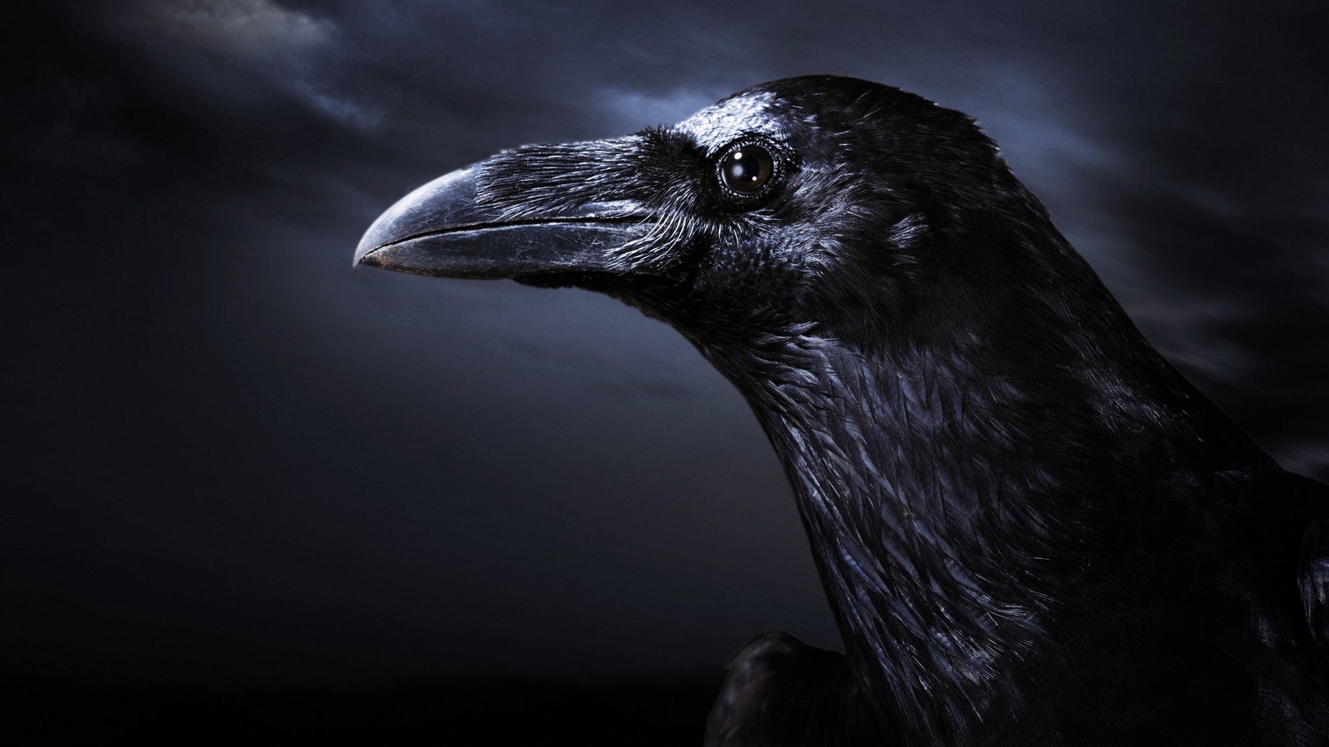 Crow Wallpapers And Backgrounds - Crow With Dark Background - HD Wallpaper 