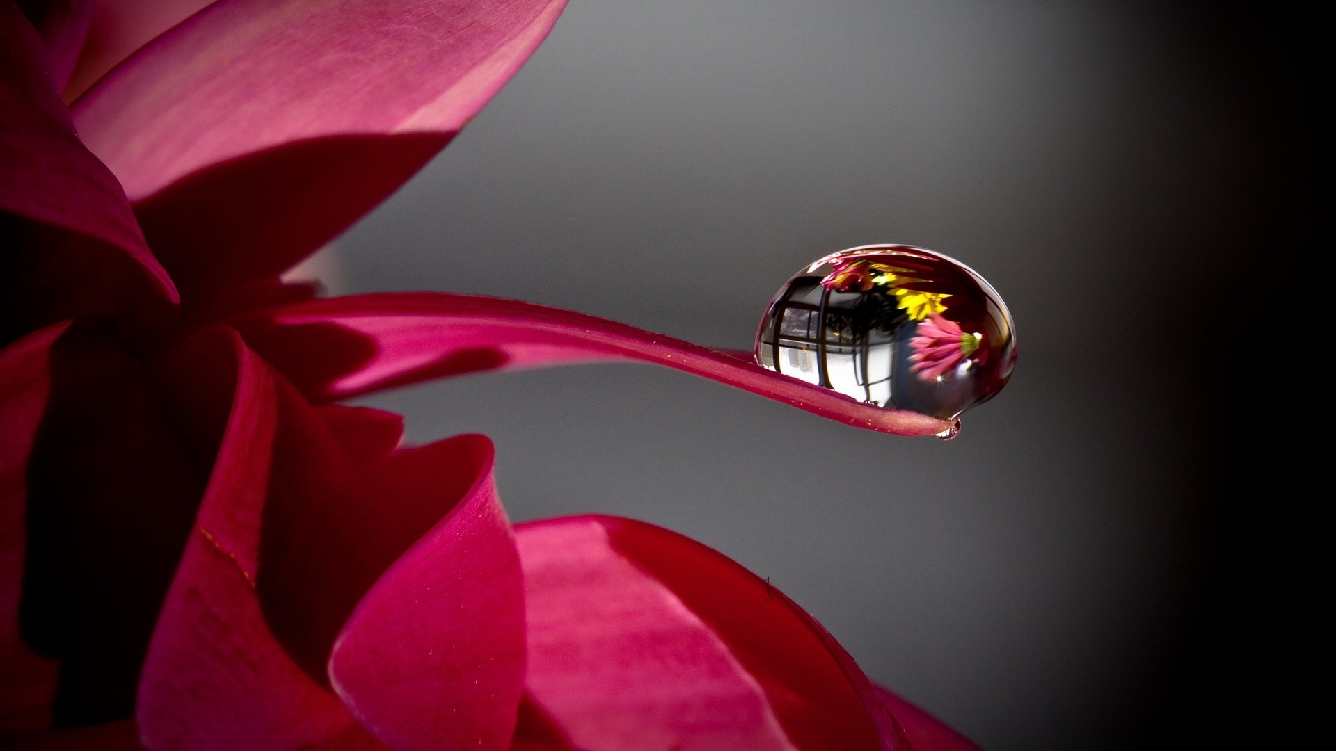 Water Drop Wallpaper - Flower With Water Drops Hd - HD Wallpaper 