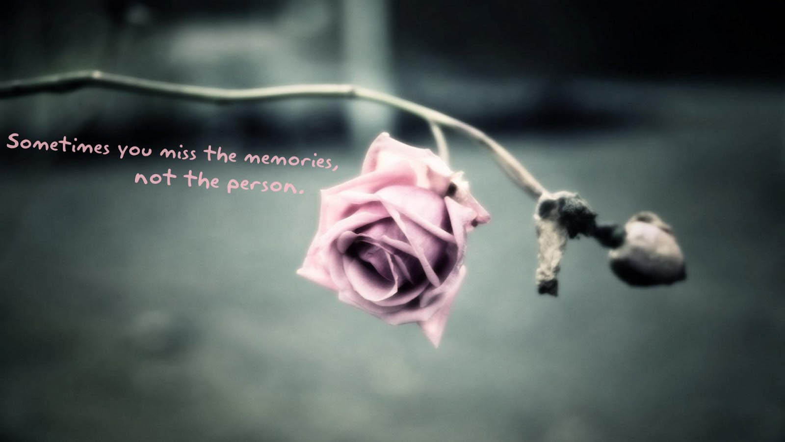 Break Up Quotes With Lovely Pink Rose - Hammad Name Meaning In Urdu - HD Wallpaper 