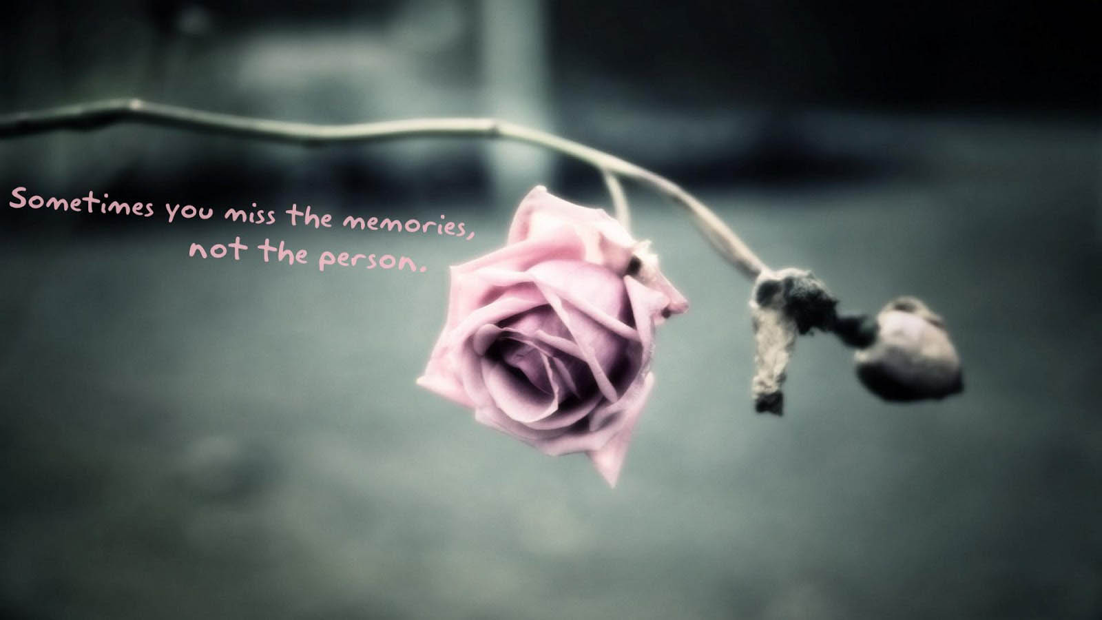 Break Up Quotes With Lovely Pink Rose Hammad Name Meaning In Urdu 1600x900 Wallpaper Teahub Io