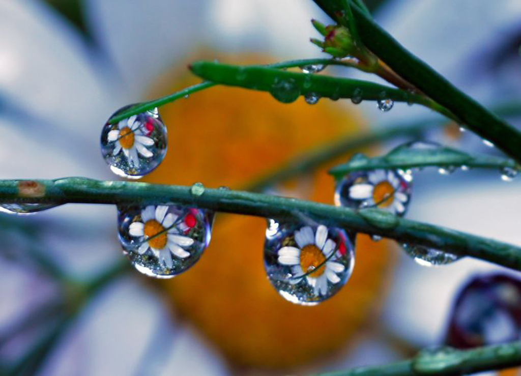 Dew Drops Wallpaper Hd - HD Wallpaper 