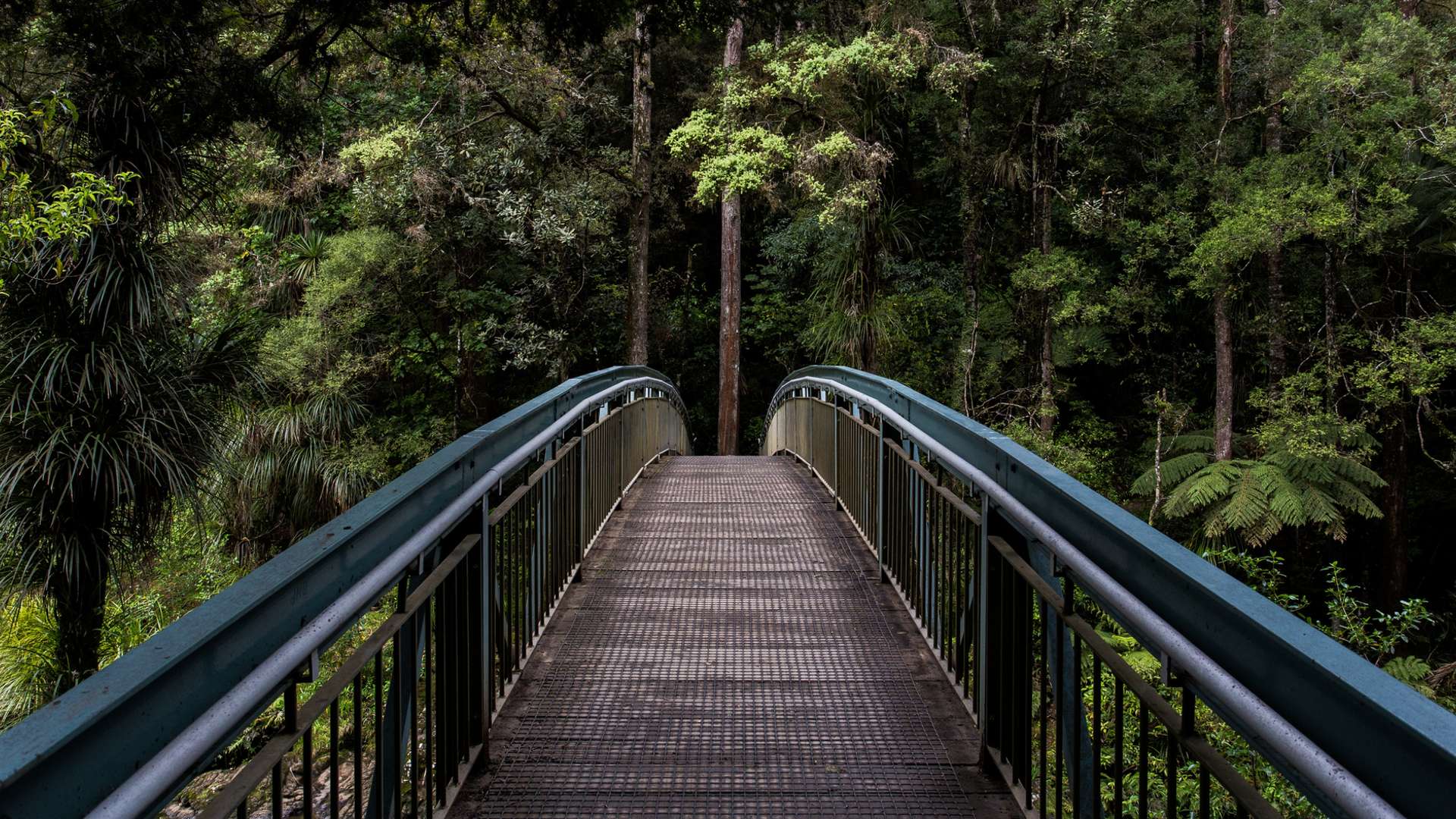 Forest Bridge - HD Wallpaper 