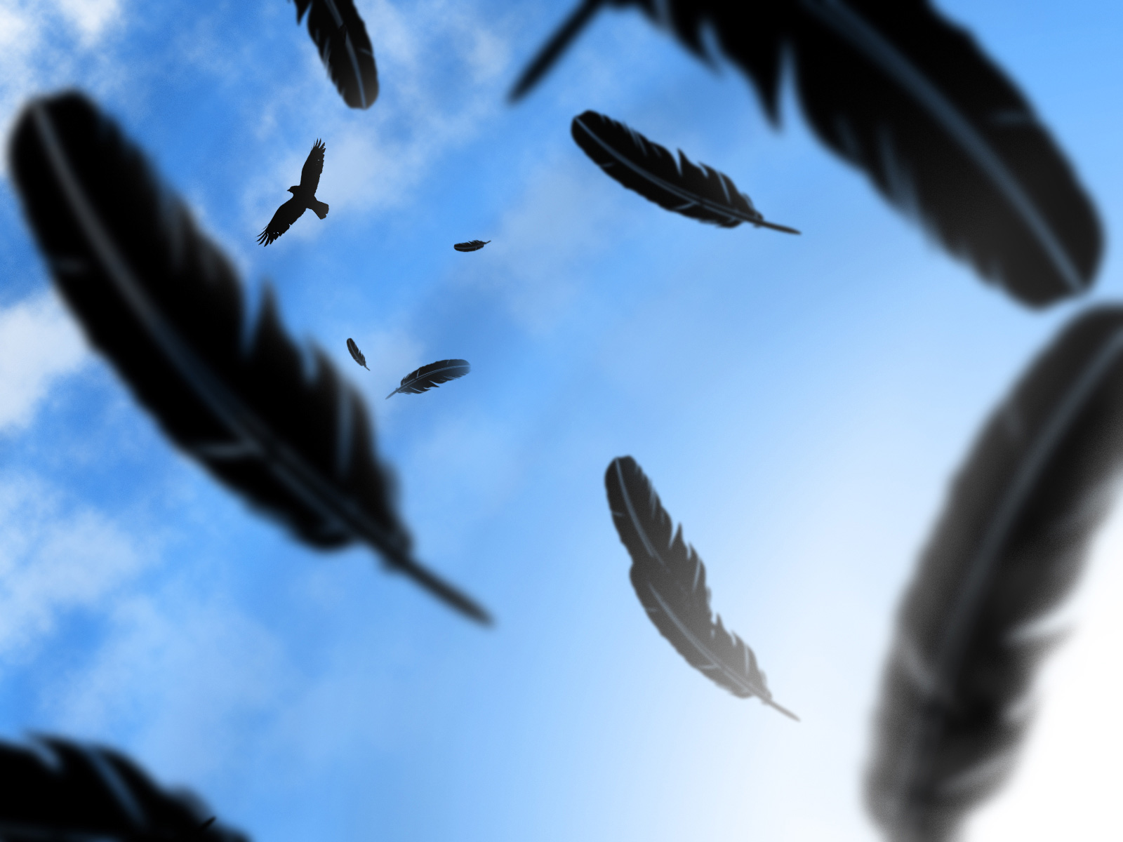 Background Crow - HD Wallpaper 