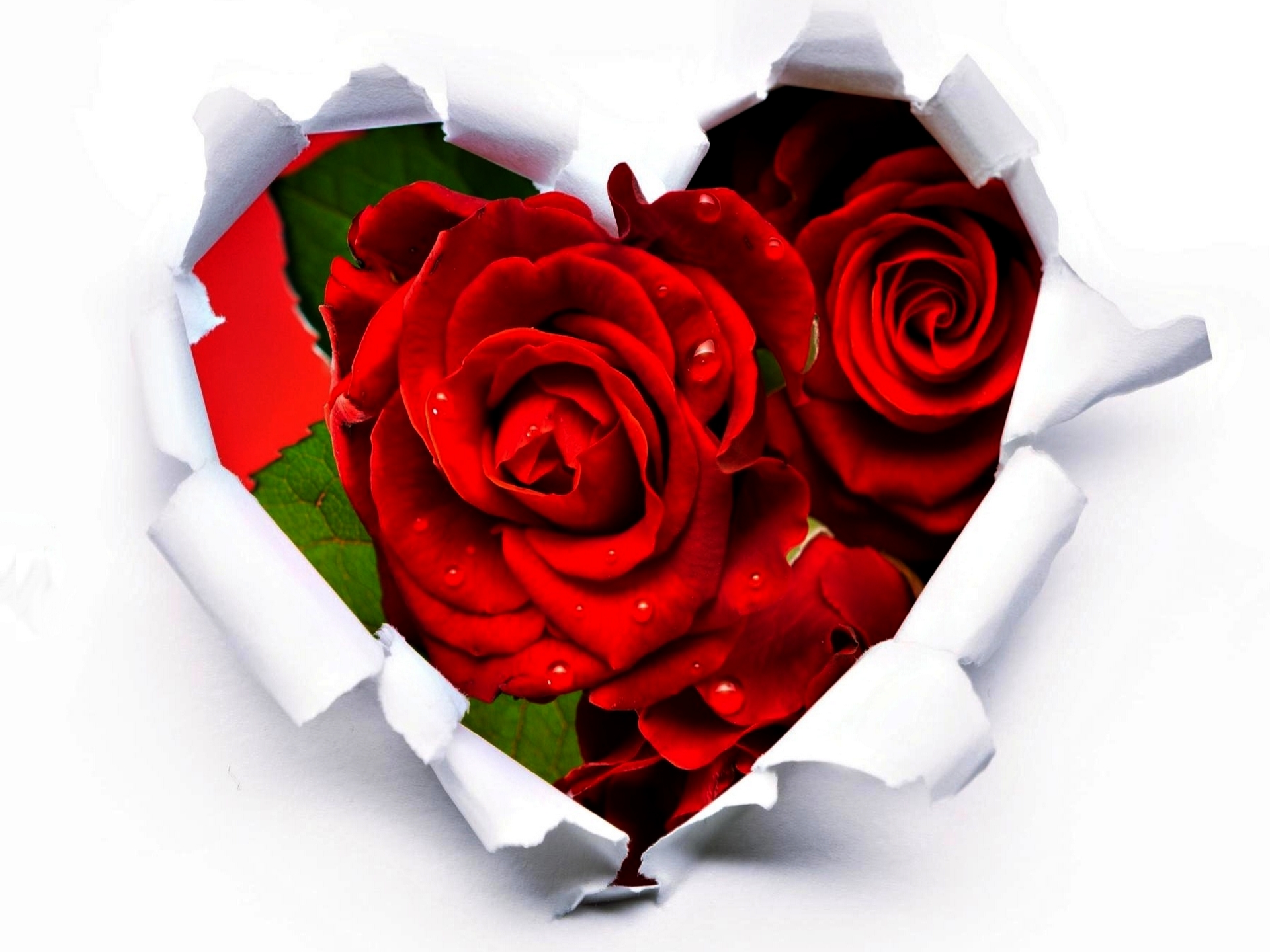 Which Pic Can Be Selected For Symbol Of Love - Best Love Flowers In The World - HD Wallpaper 