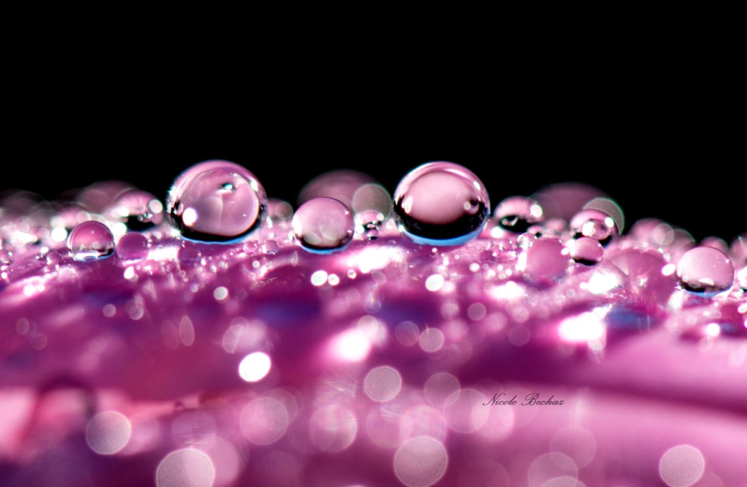 Drops Flowers Water Drop Rain Canvas Nature Macro Zoom - Water Drops On Flowers - 1472x960 Wallpaper Drops Flowers Water Drop Rain Canvas Nature Macro Zoom - Water Drops On Flowers - 1472x960 Wallpaper