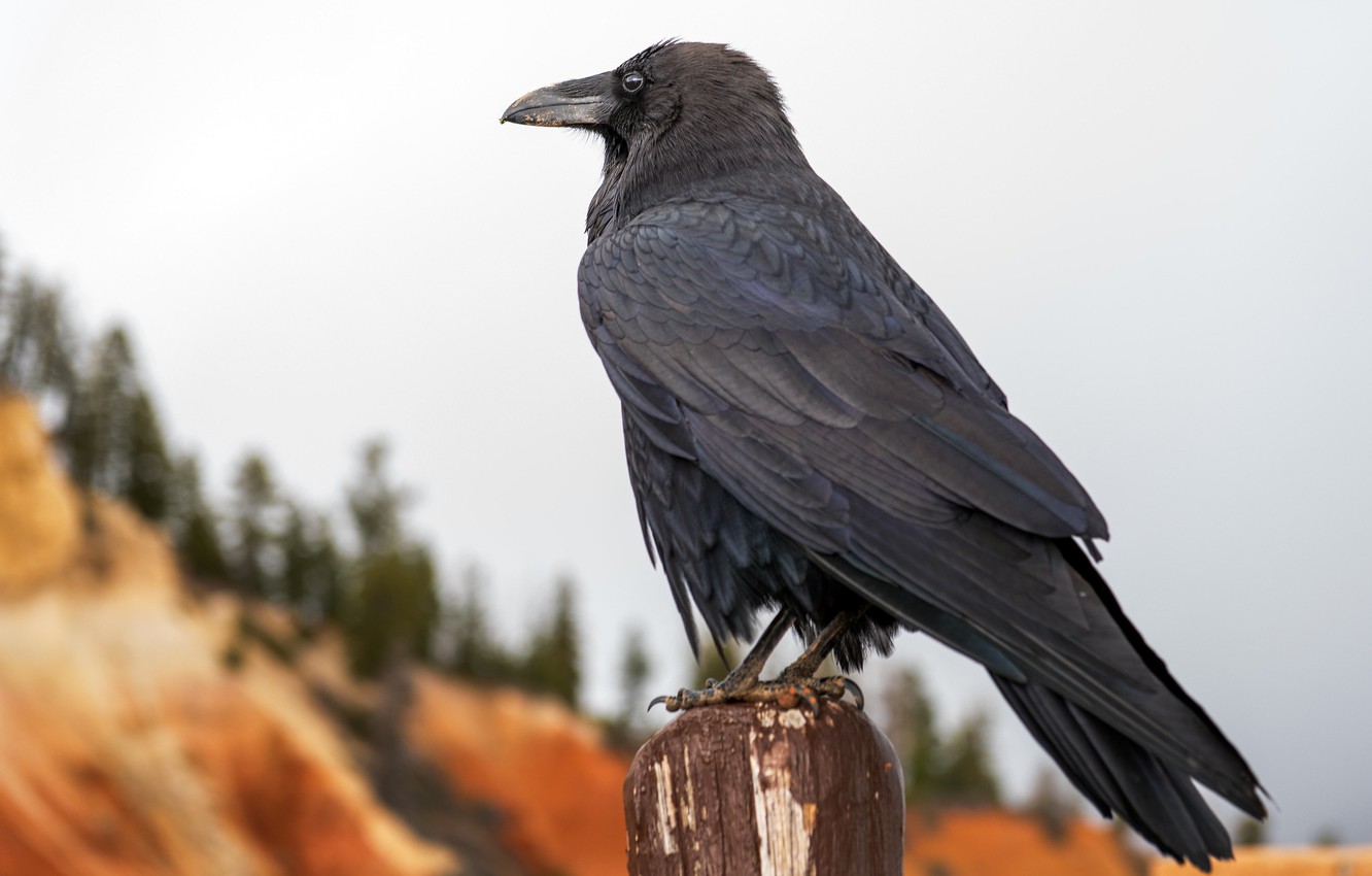 Photo Wallpaper Nature, Bird, Crow - American Crow - HD Wallpaper 