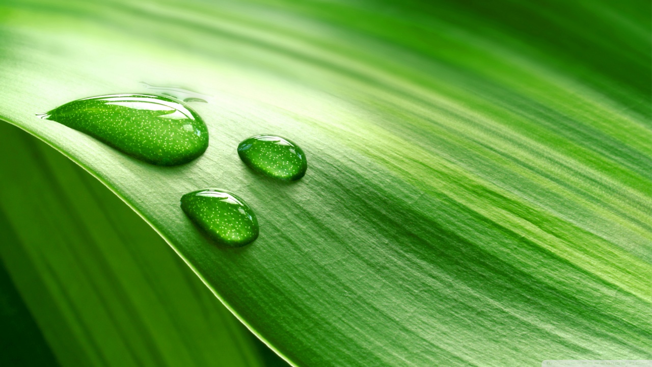 Dew Drops On Leaves - HD Wallpaper 