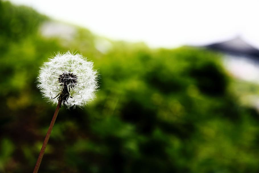 Dandelion, Nature, Plants, Tabitha, Spore, Flower, - Dandelion - HD Wallpaper 