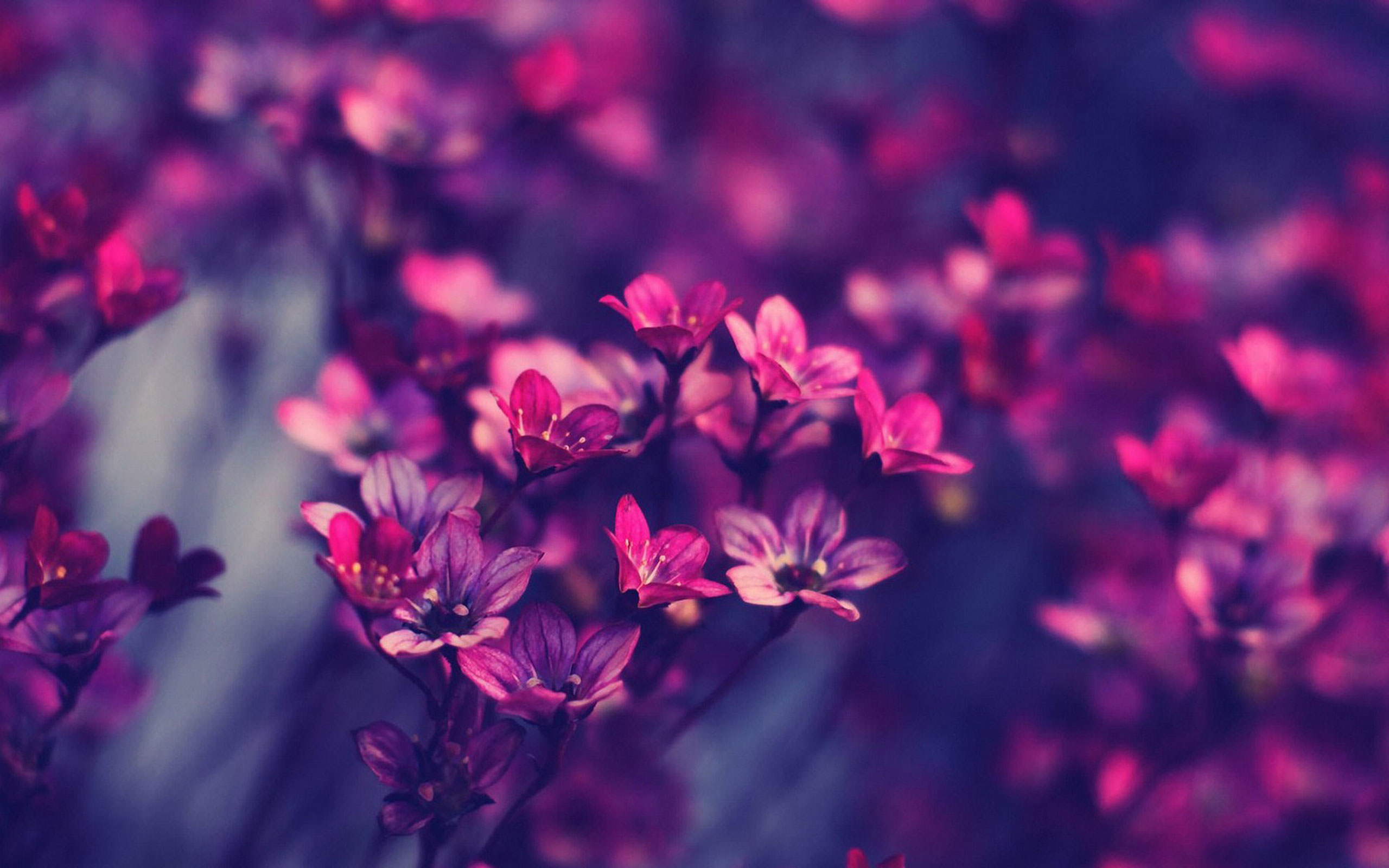 Elegant Landscape Photography Wallpaper Pictur - Elegant Wallpaper For Desktop - 2560x1600 Wallpaper Elegant Landscape Photography Wallpaper Pictur - Elegant Wallpaper For Desktop - 2560x1600 Wallpaper