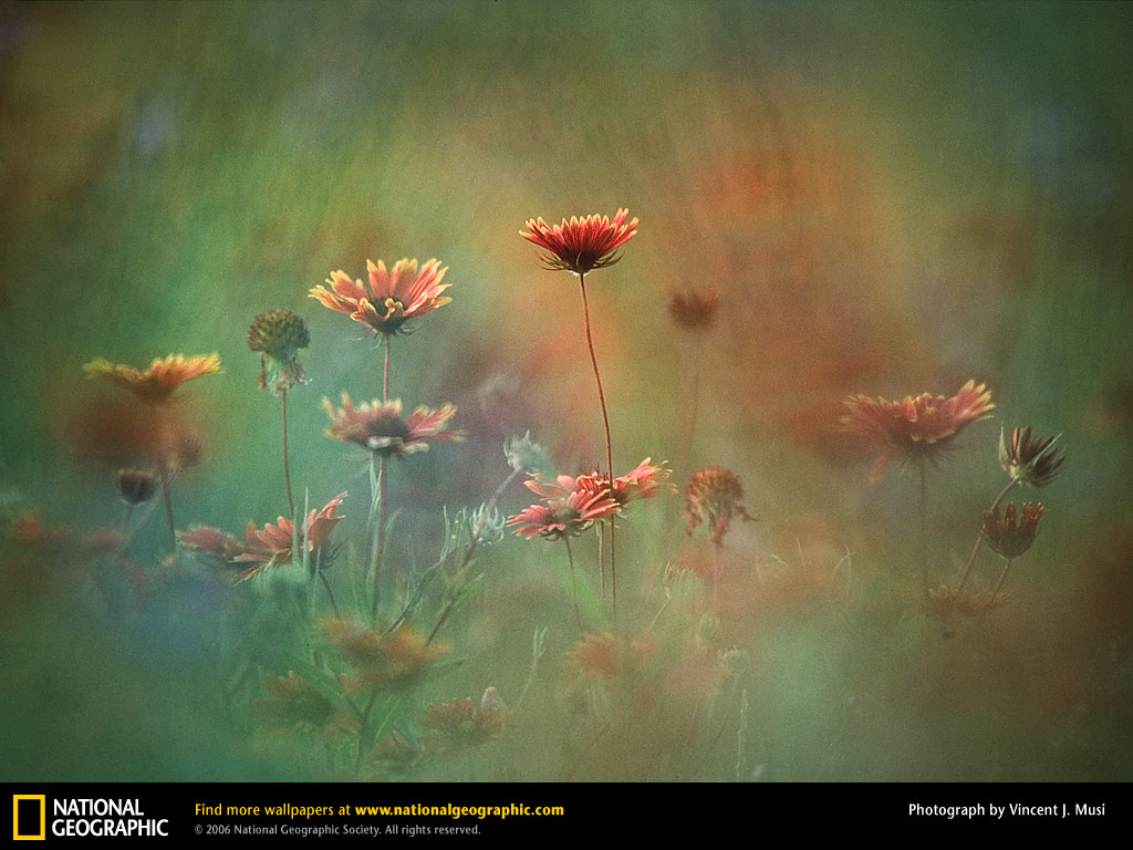 National Geographic Nature Spring - HD Wallpaper 